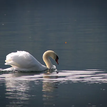 Ξενοδοχείο Seefischer - Finest Hideaway 4*